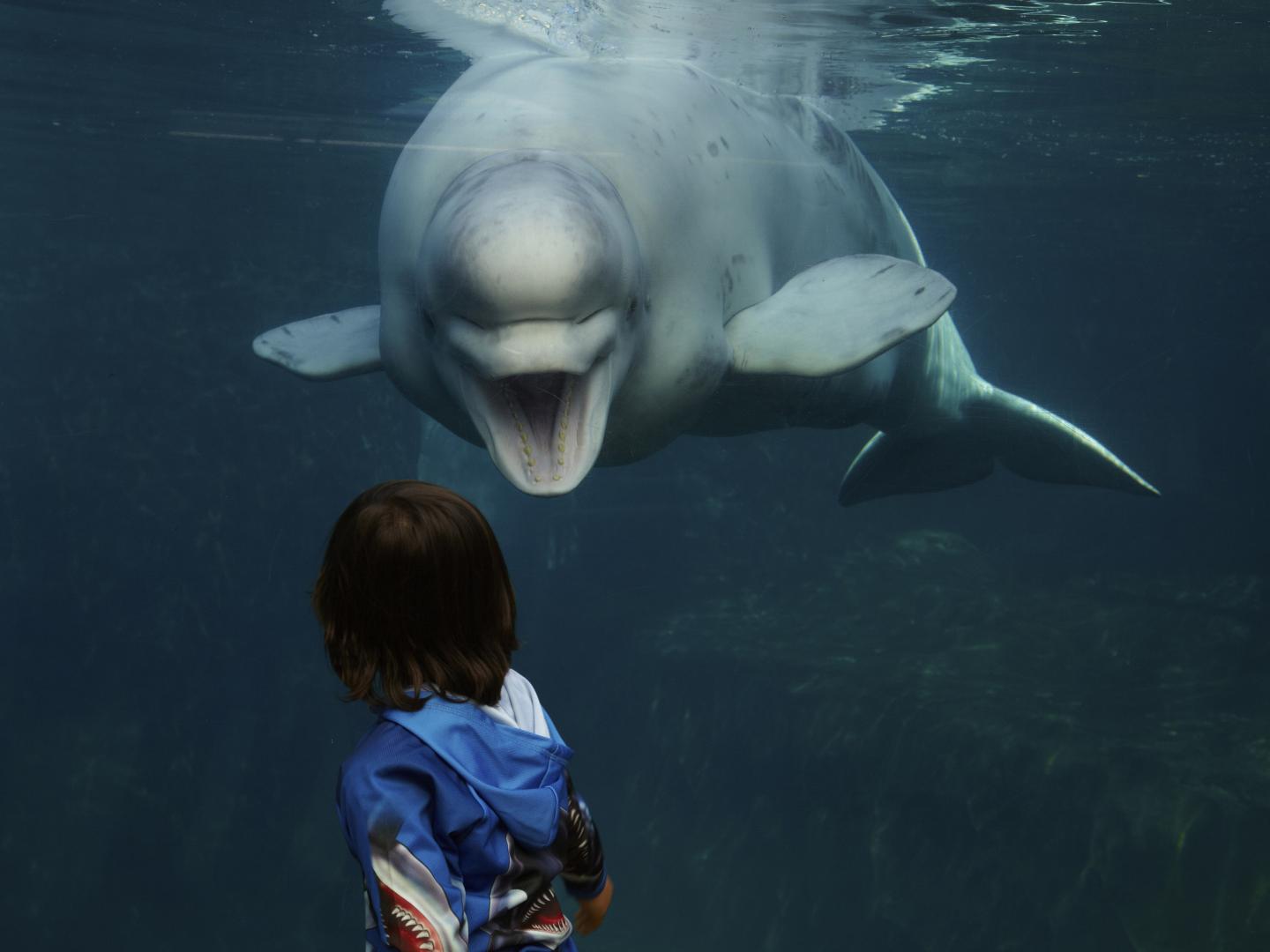 一个小男孩看着康涅狄格州神秘水族馆中的白鲸 一个小男孩看着康涅狄格州神秘水族馆中的白鲸